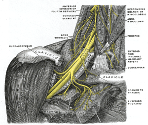 Brachial Plexus and Subclavian Artery
